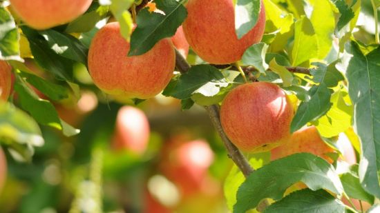 Кабардино балкария сады яблоки (65 фото)