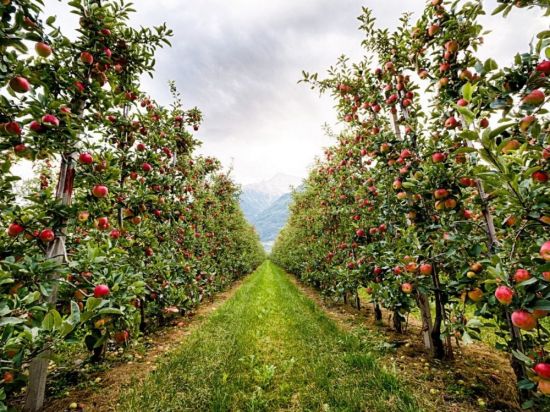 Яблочные сады кабардино балкарии (68 фото)
