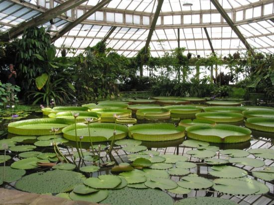 Оранжерея ботанического сада петра великого (74 фото)