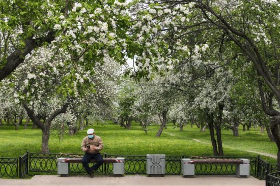 Яблоневые сады в коломенском парке (69 фото)