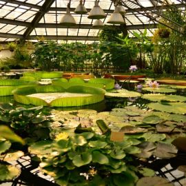 Ботанический сад на петроградской (67 фото)