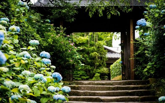 Японский сад гортензий (68 фото)