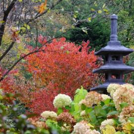 Японский сад вднх сакура (62 фото)