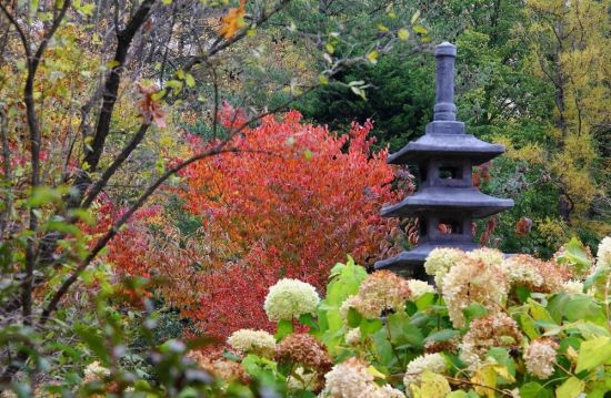 Японский сад вднх сакура (62 фото)