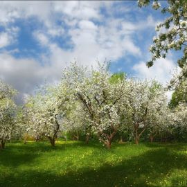 Яблоневый сад крылатское (75 фото)