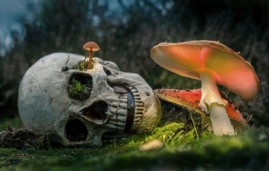 Экзотические грибы (69 фото)