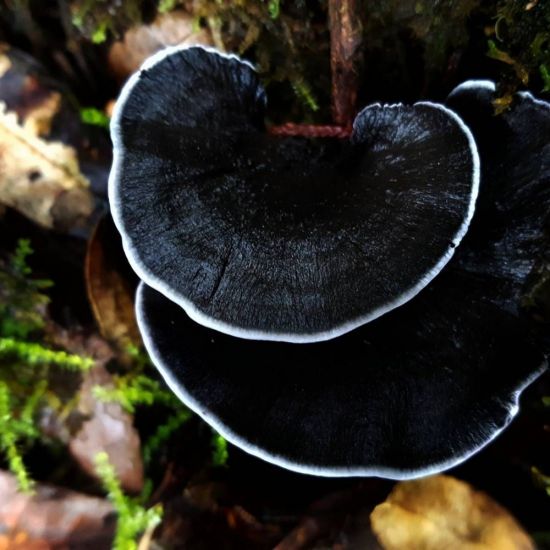 Машрумс грибы (74 фото)