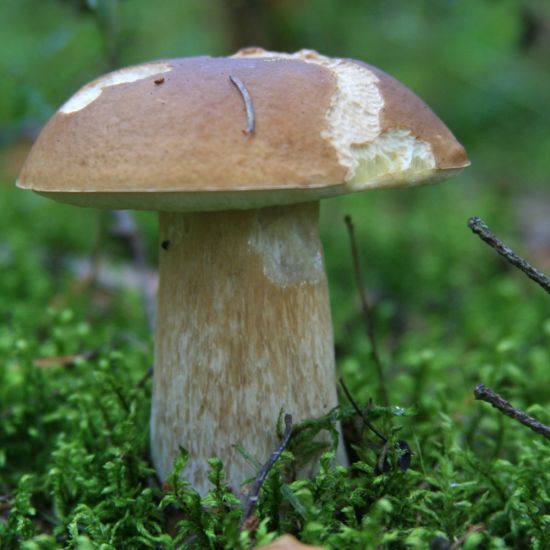 Белый гриб маленький (70 фото)