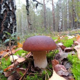 Лесные грибы боровики (71 фото)