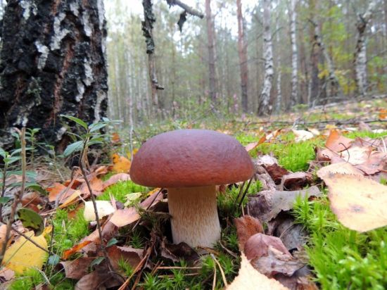 Лесные грибы боровики (71 фото)