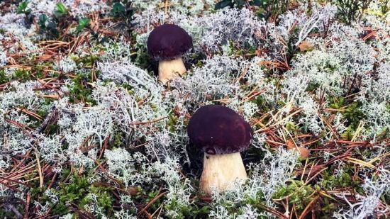 Белые грибы в карелии (71 фото)