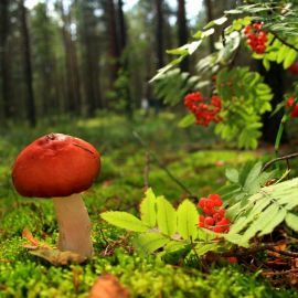 Красивые грибы осенью (73 фото)