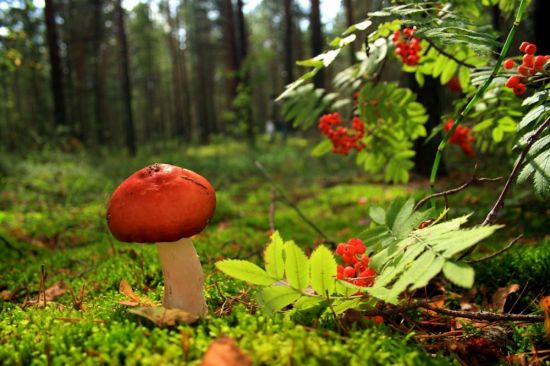 Красивые грибы осенью (73 фото)