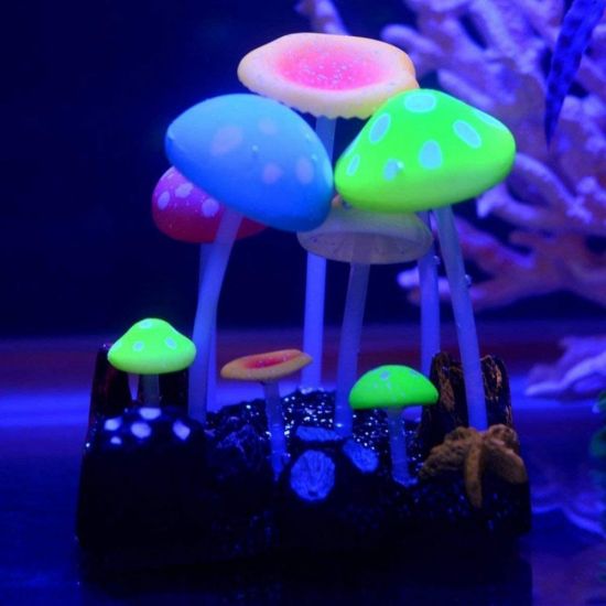 Люминесцентные грибы (72 фото)