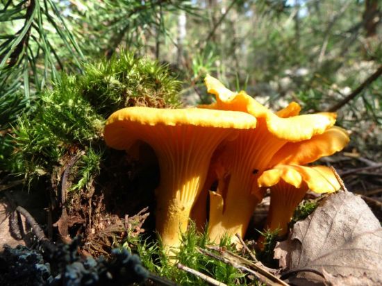Лисичка крымская гриб (73 фото)