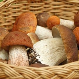 Благородные грибы (71 фото)
