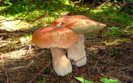 Самый большой белый гриб (73 фото)