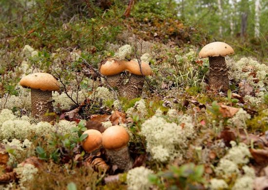 Белые грибы в подмосковье (75 фото)