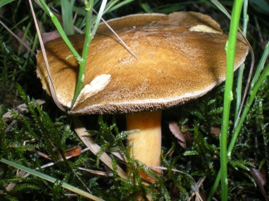 Моховик бархатный гриб (68 фото)