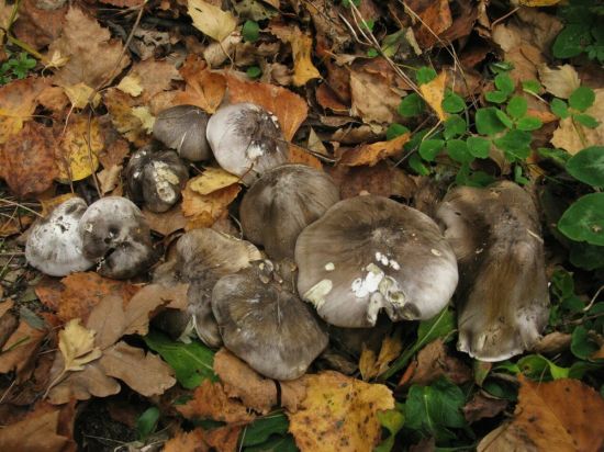 Осенние грибы рядовки (69 фото)