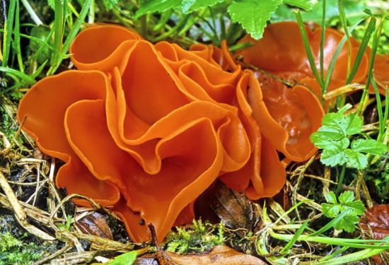 Оранжевый гриб (69 фото)