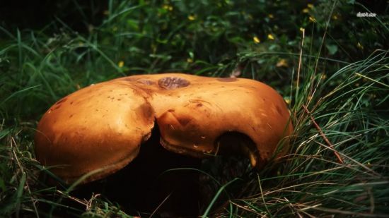 Чернопузики грибы (70 фото)