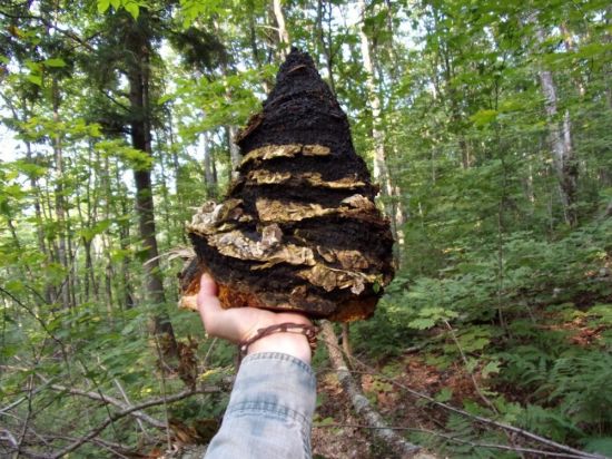 Древесный гриб чага (71 фото)