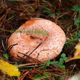 Царский гриб рыжик (74 фото)
