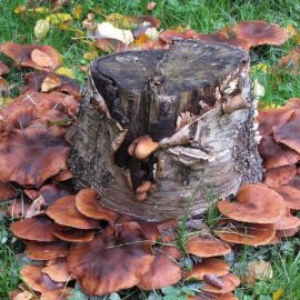 Пеньковые грибы (69 фото)