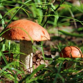 Трубчатые грибы (58 фото)