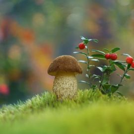 Полянка с грибами (66 фото)