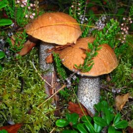 Красноголовики грибы (69 фото)