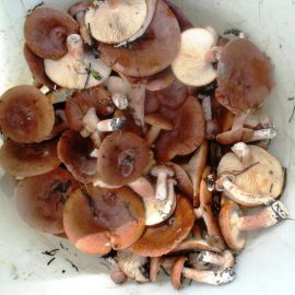 Горькушка гриб (68 фото)