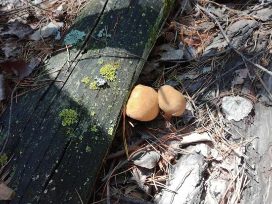 Караканский бор грибы (78 фото)