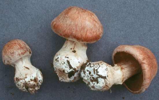 Паутинник слизевой гриб (66 фото)