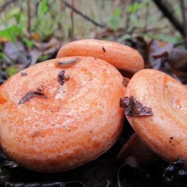 Сосновый боровой гриб (75 фото)