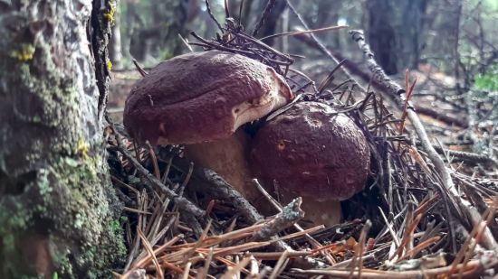 Белый гриб сосновый (73 фото)