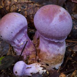 Паутинник фиолетовый гриб (72 фото)