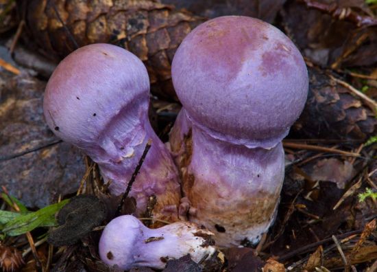 Паутинник фиолетовый гриб (72 фото)