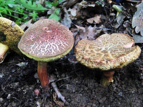 Моховик трещиноватый гриб (68 фото)