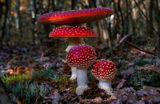 Алтайский грибы мухомор (61 фото)