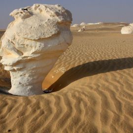 Белый пустынный гриб (66 фото)