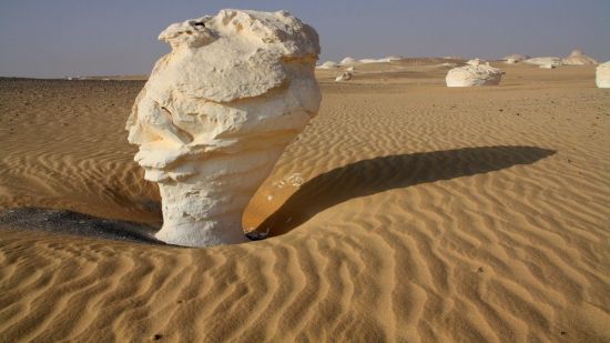 Белый пустынный гриб (66 фото)