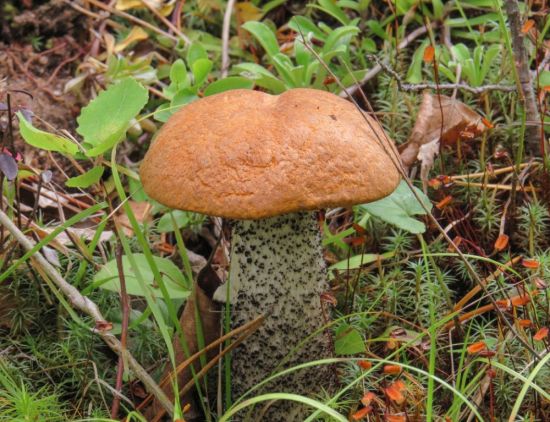 Сибирские грибы (73 фото)