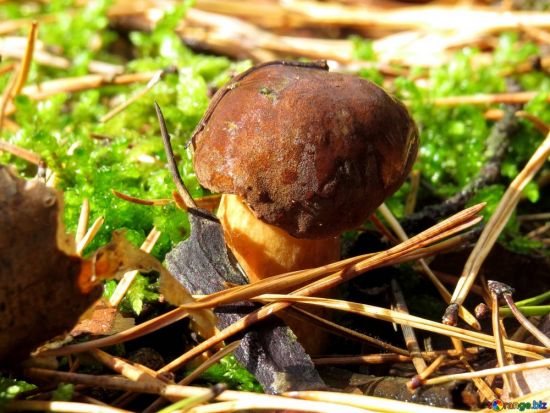 Каштановый гриб (65 фото)