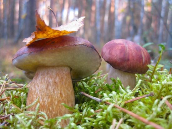 Ранняя осень грибы (77 фото)