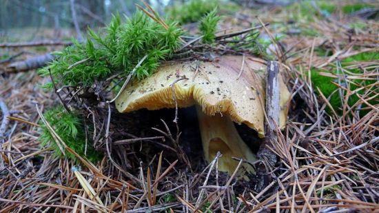 Зеленушка гриб (73 фото)