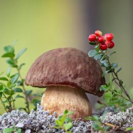 Живая природа грибы (49 фото)