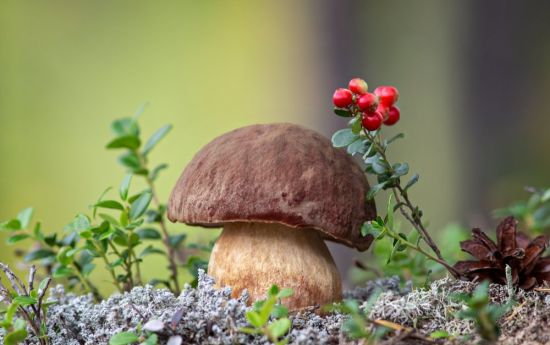 Живая природа грибы (49 фото)