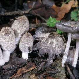 Белый волосатый гриб (73 фото)